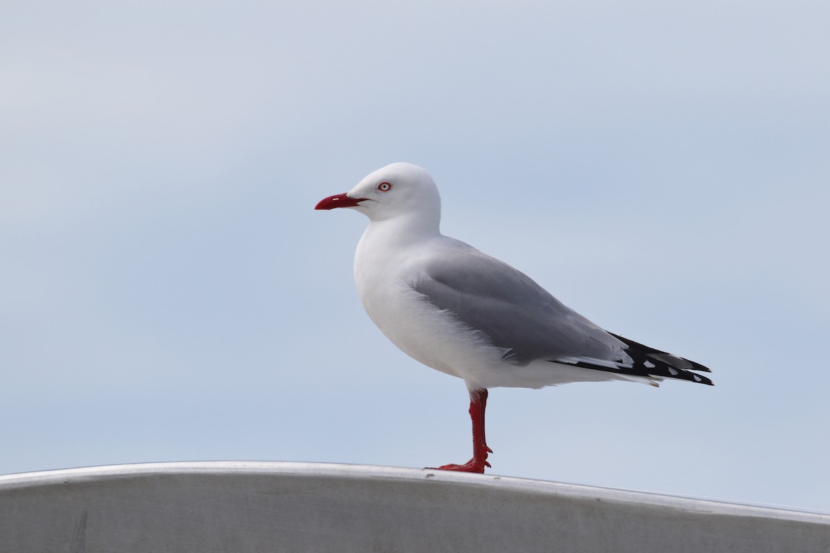 Gaviota Plateada Australiana (Nueva Zelanda) - ML646508167