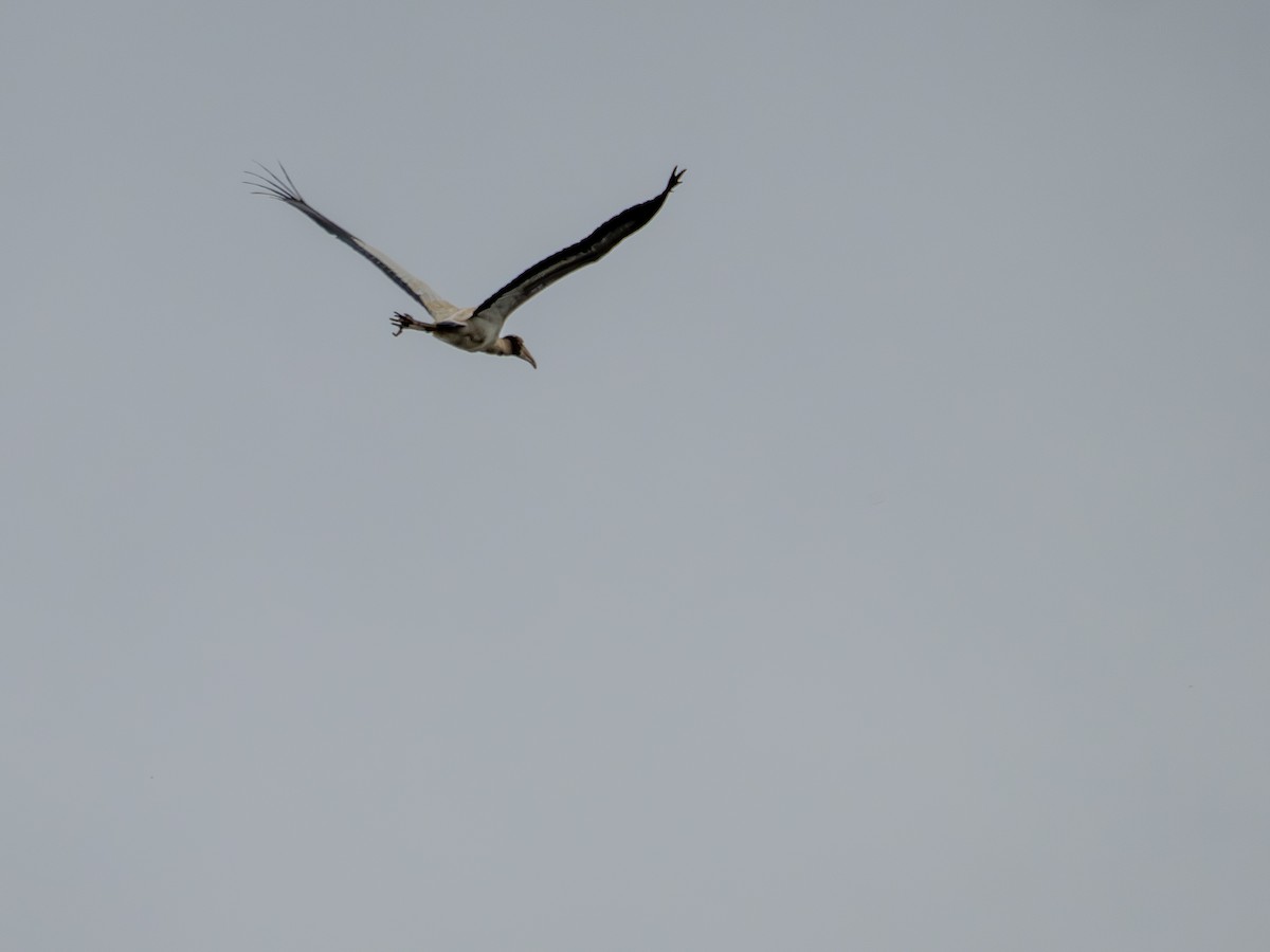 Tántalo Americano - ML646508168