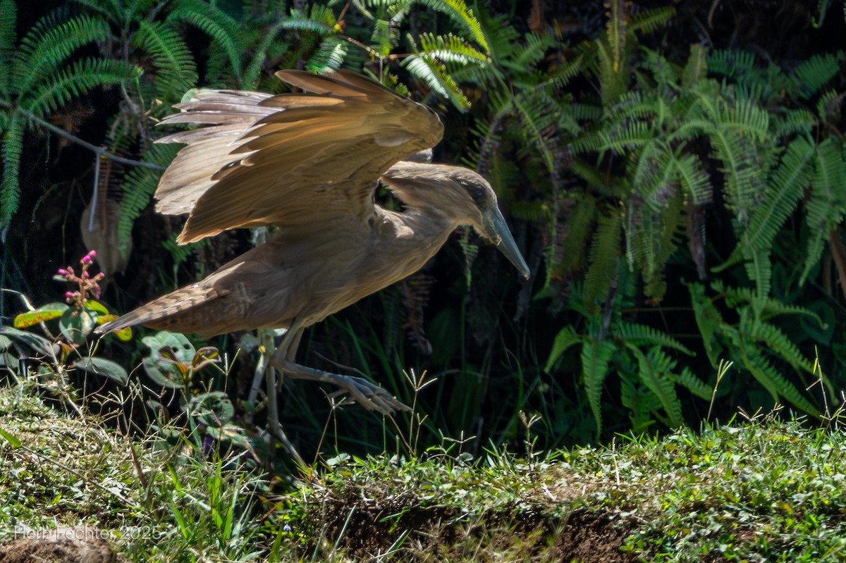 Hamerkop - ML646508171