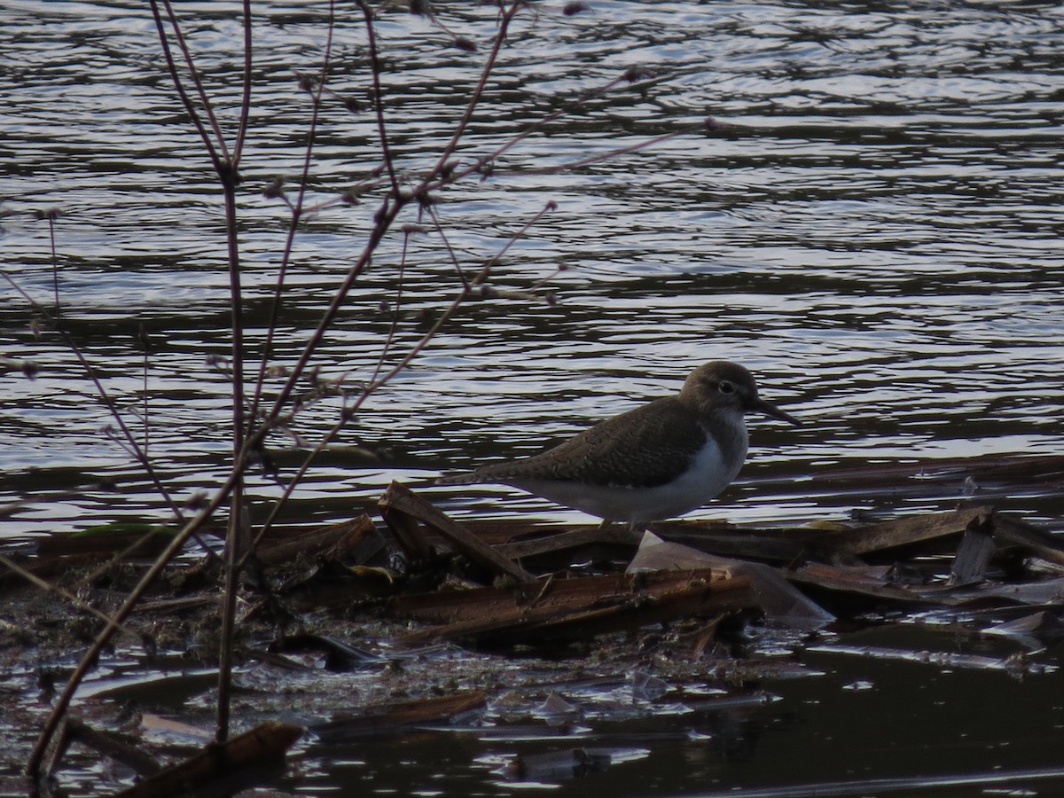 Common Sandpiper - ML646508172