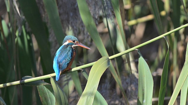 Рибалочка блакитний - ML646508176