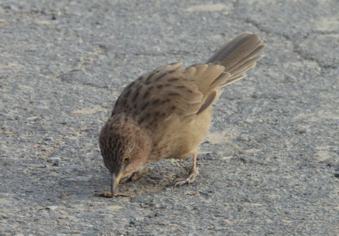 Earle Yedikardeşi - ML646508188