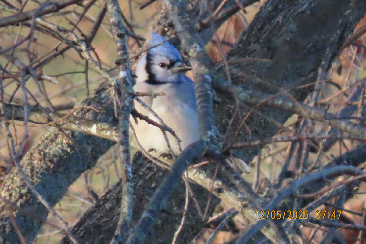 Сизойка блакитна - ML646508189