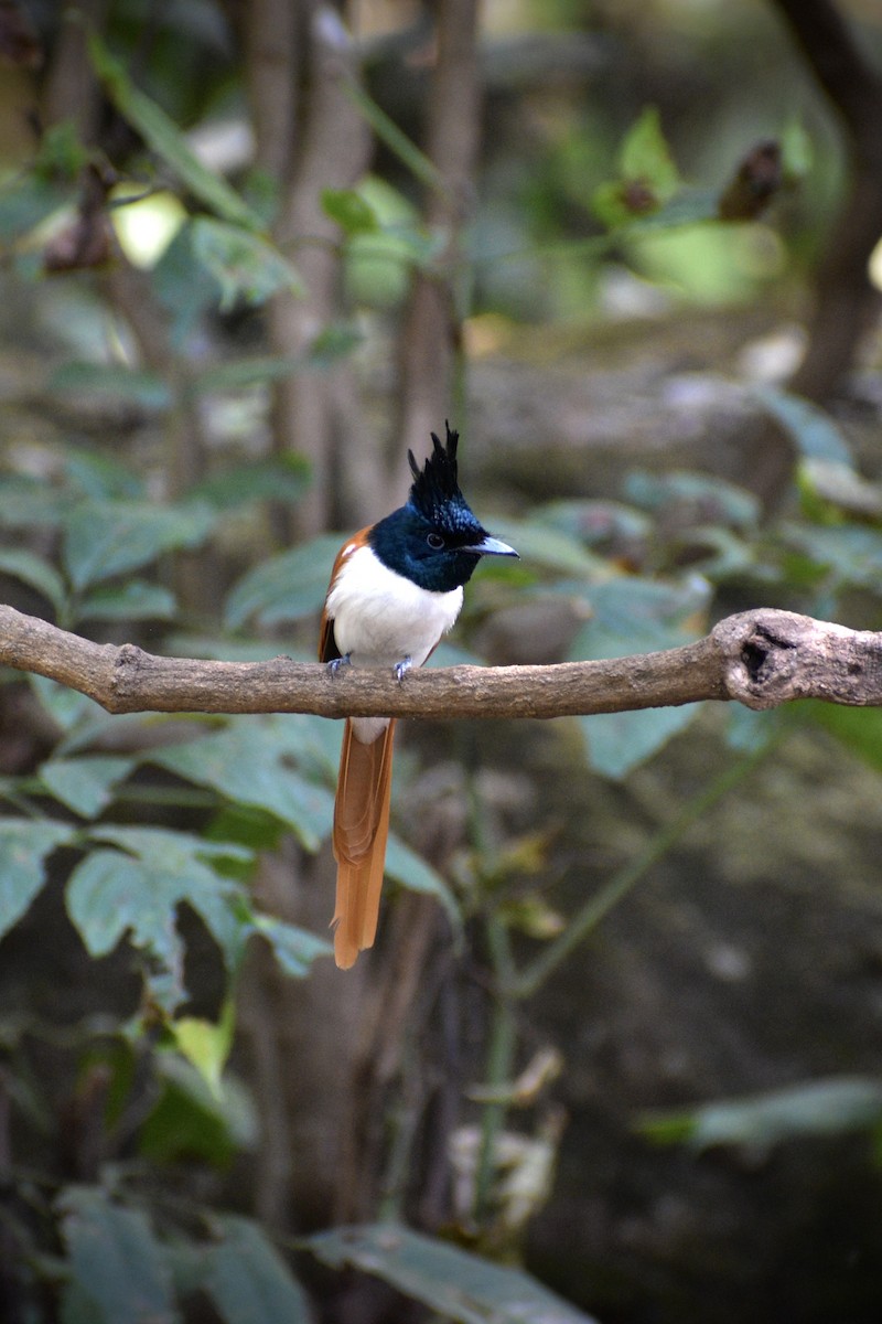 Indian Paradise-Flycatcher - ML646508193