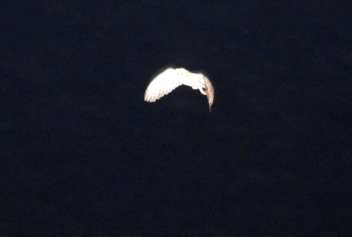 Australasian Grass-Owl - ML646508198