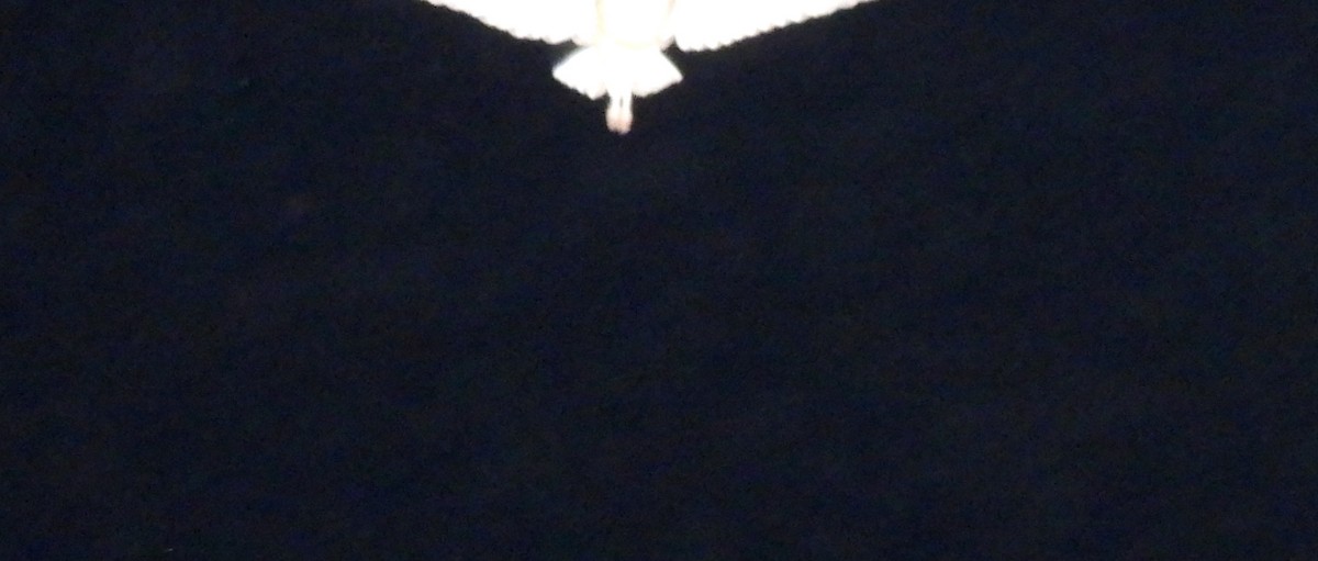 Australasian Grass-Owl - ML646508199