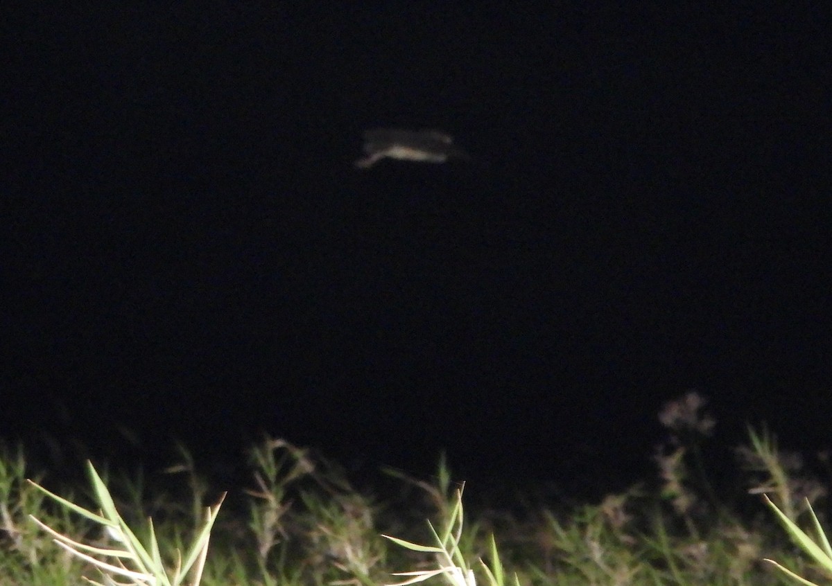 Australasian Grass-Owl - ML646508200