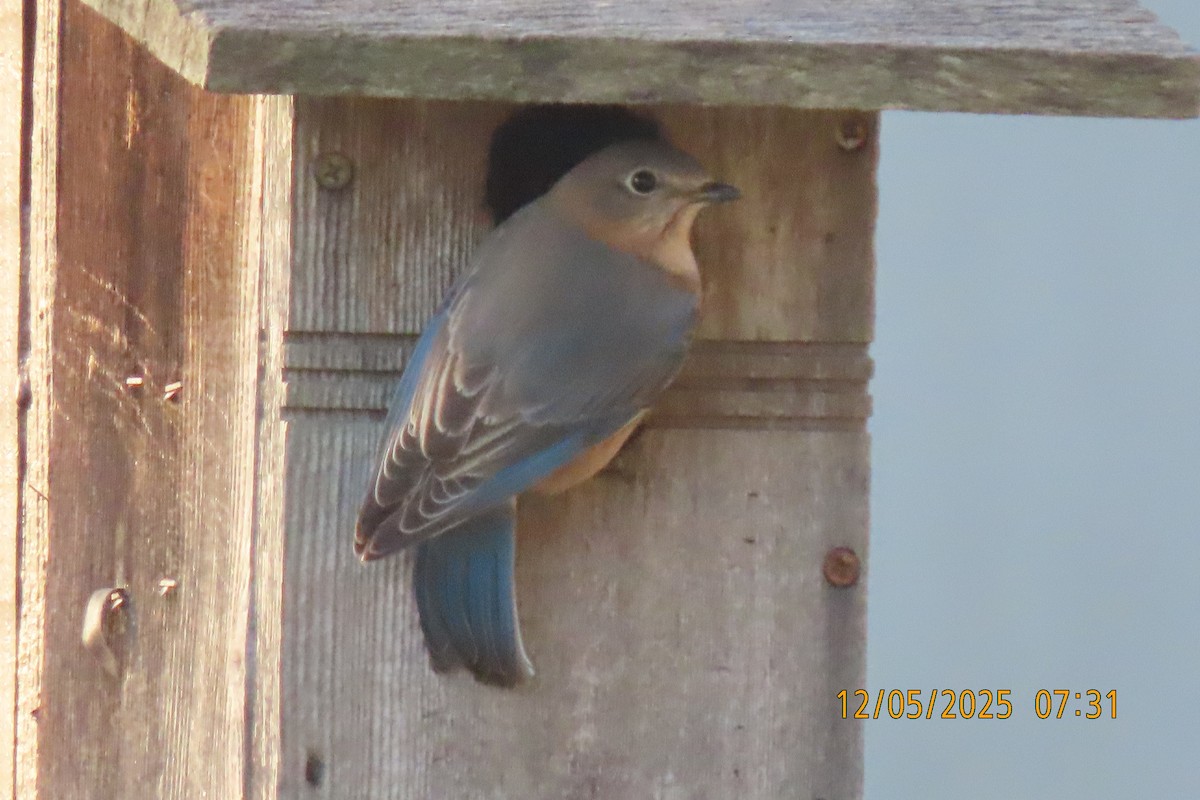 Eastern Bluebird - ML646508201