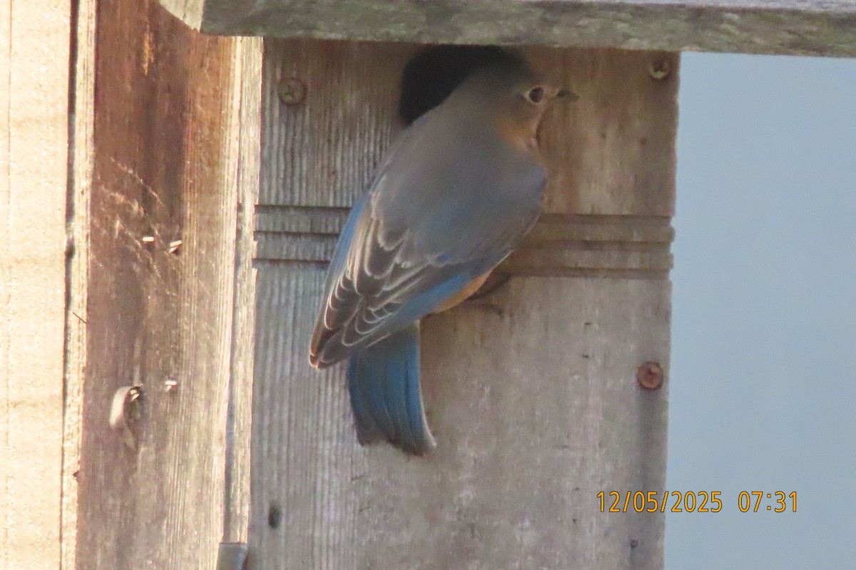 Eastern Bluebird - ML646508202