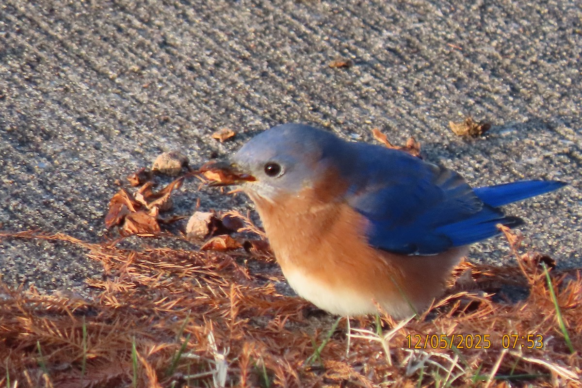 Eastern Bluebird - ML646508203