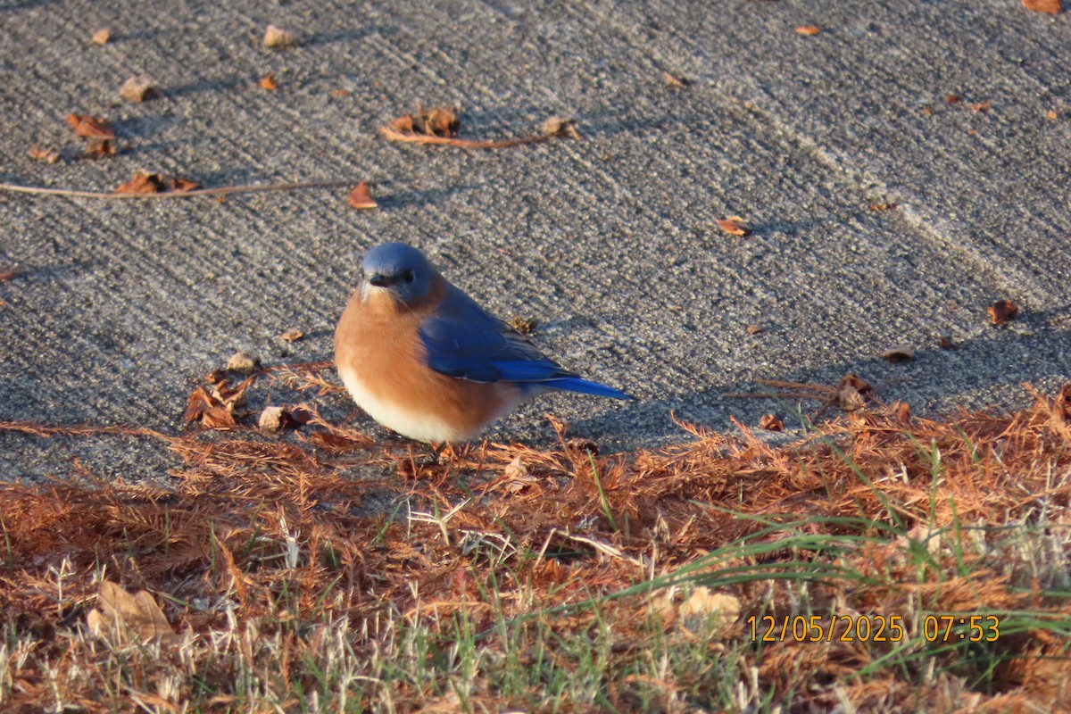 Eastern Bluebird - ML646508204