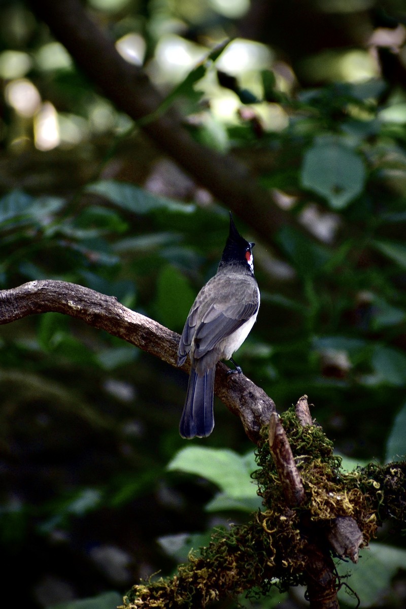 Red-whiskered Bulbul - ML646508206