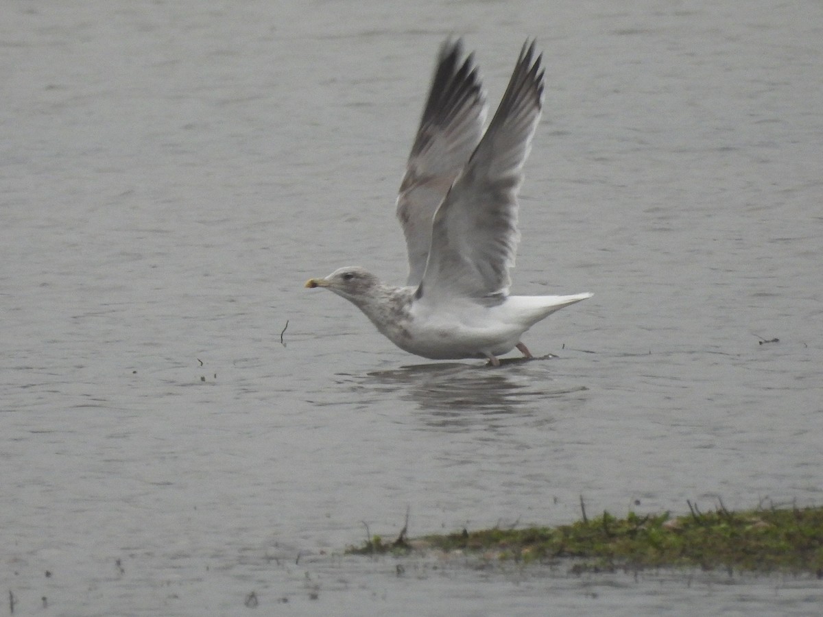 racek stříbřitý - ML646508207