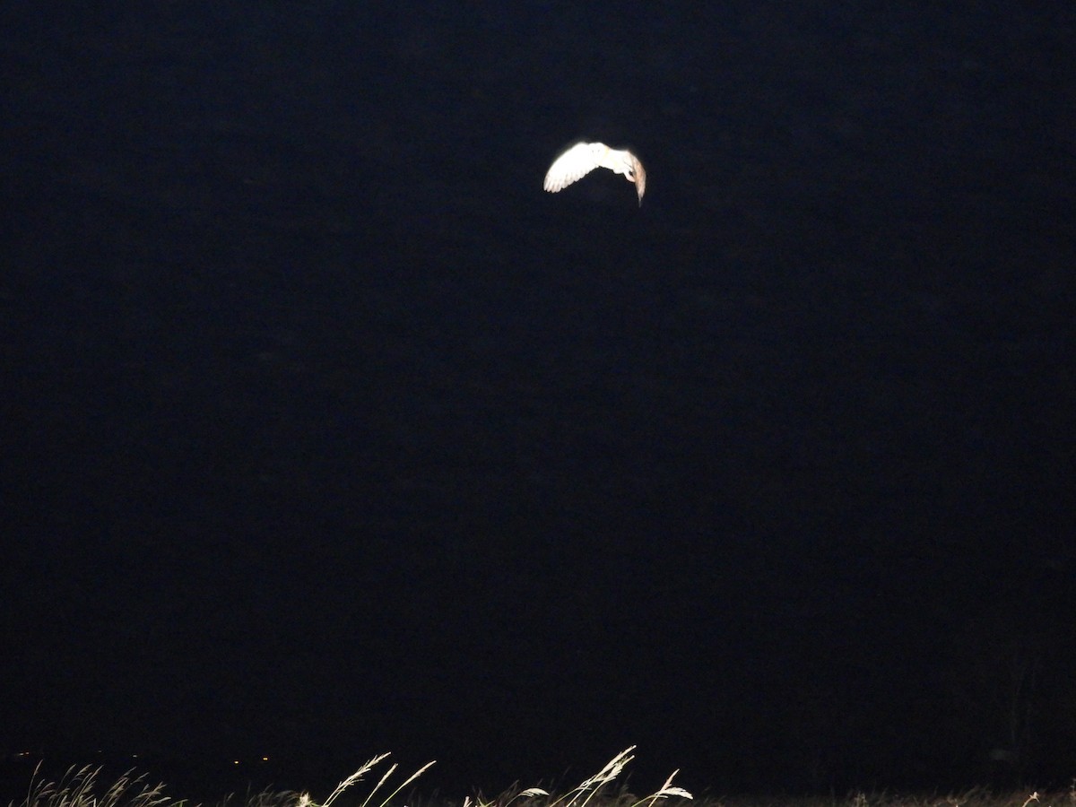 Australasian Grass-Owl - ML646508208