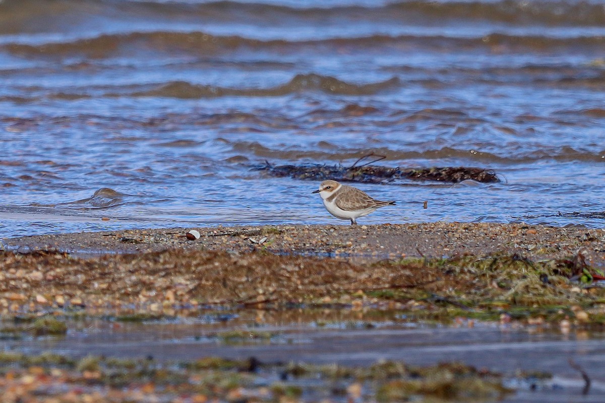 Kentish Plover - ML646508209