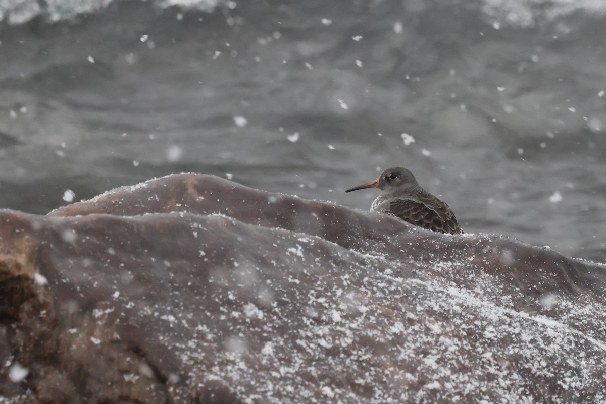 Purple Sandpiper - ML646508210