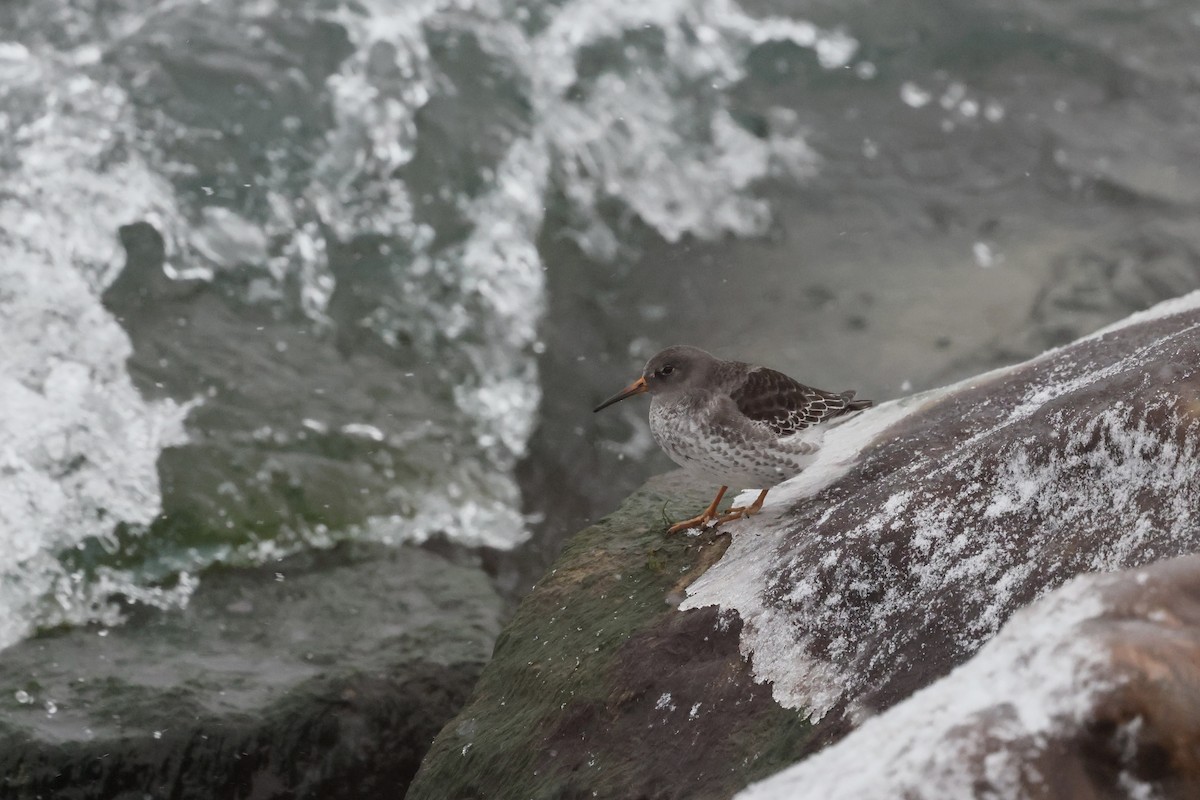 Purple Sandpiper - ML646508211