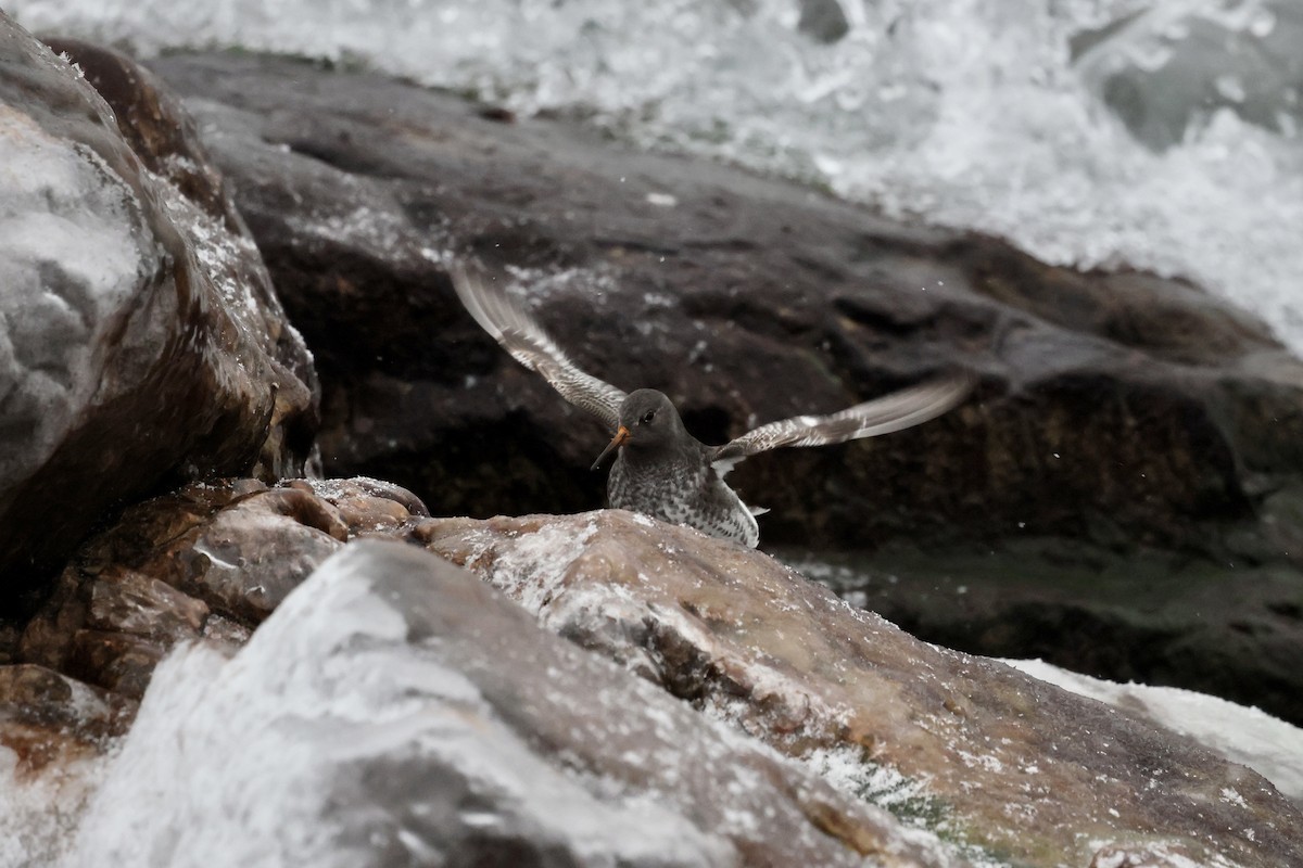 Purple Sandpiper - ML646508212