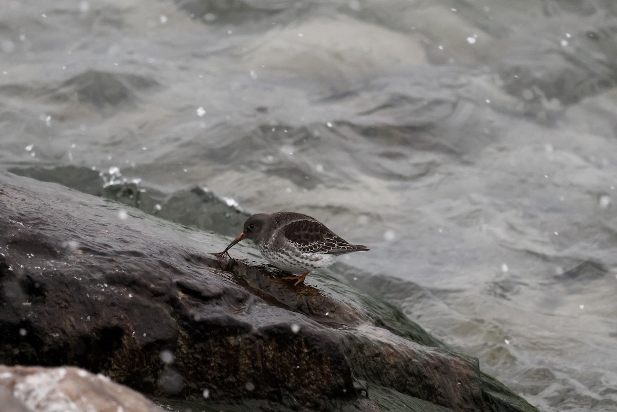 Purple Sandpiper - ML646508213
