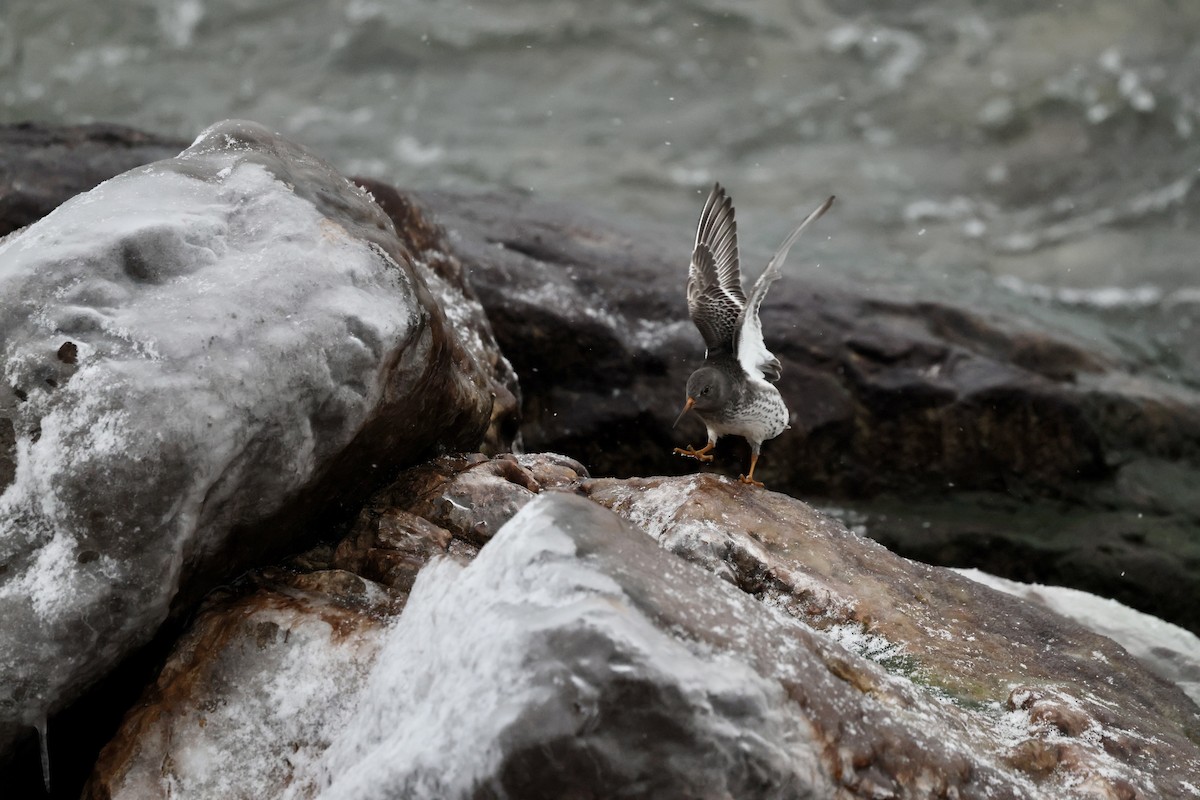 Purple Sandpiper - ML646508214