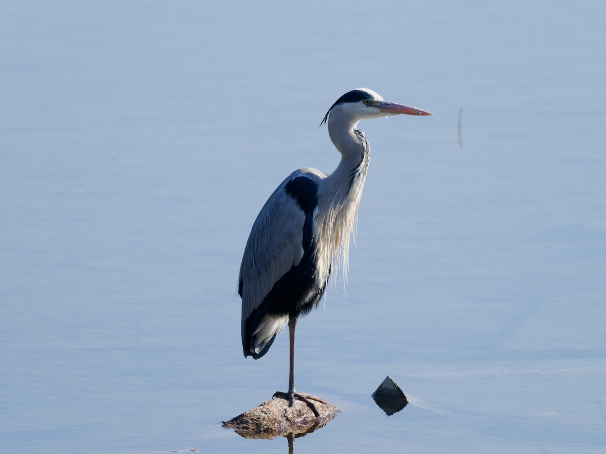 Gray Heron - ML646508217