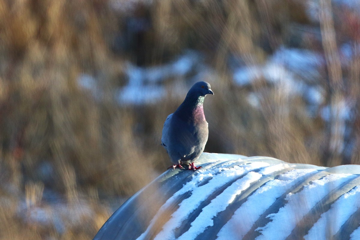 יונת בית - ML646508219