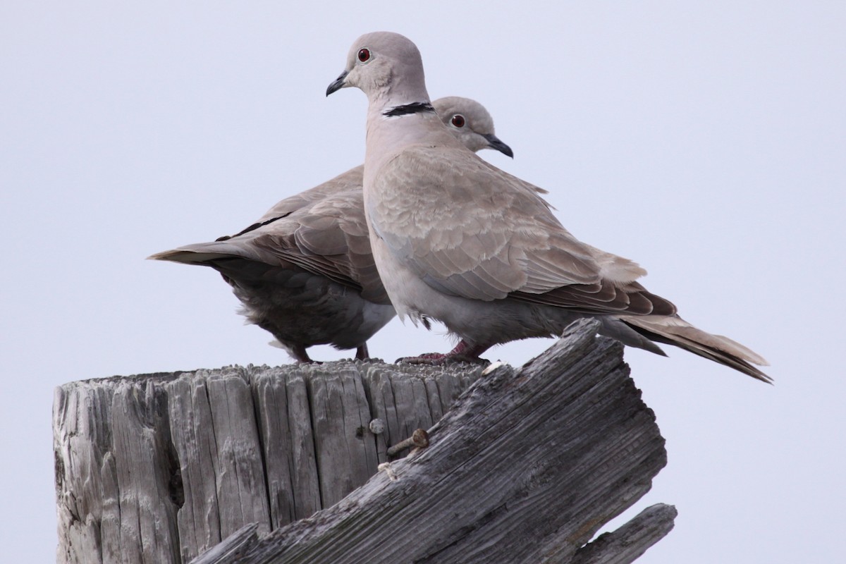 Eurasian Collared-Dove - ML646508220