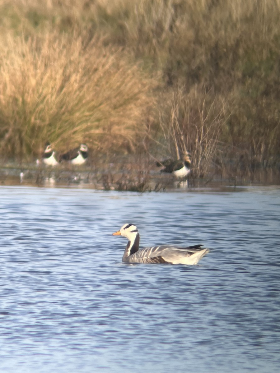 Bar-headed Goose - ML646508221