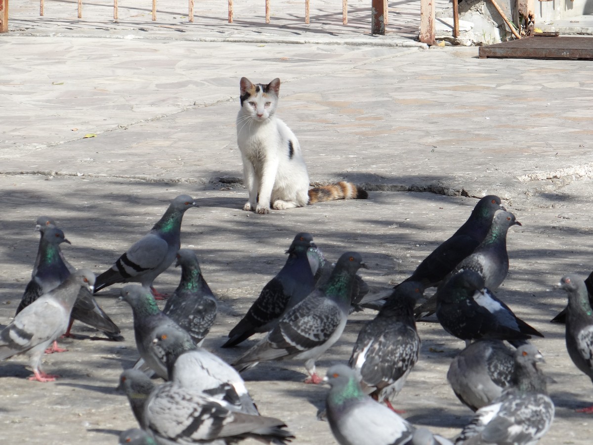 יונת בית - ML646508227