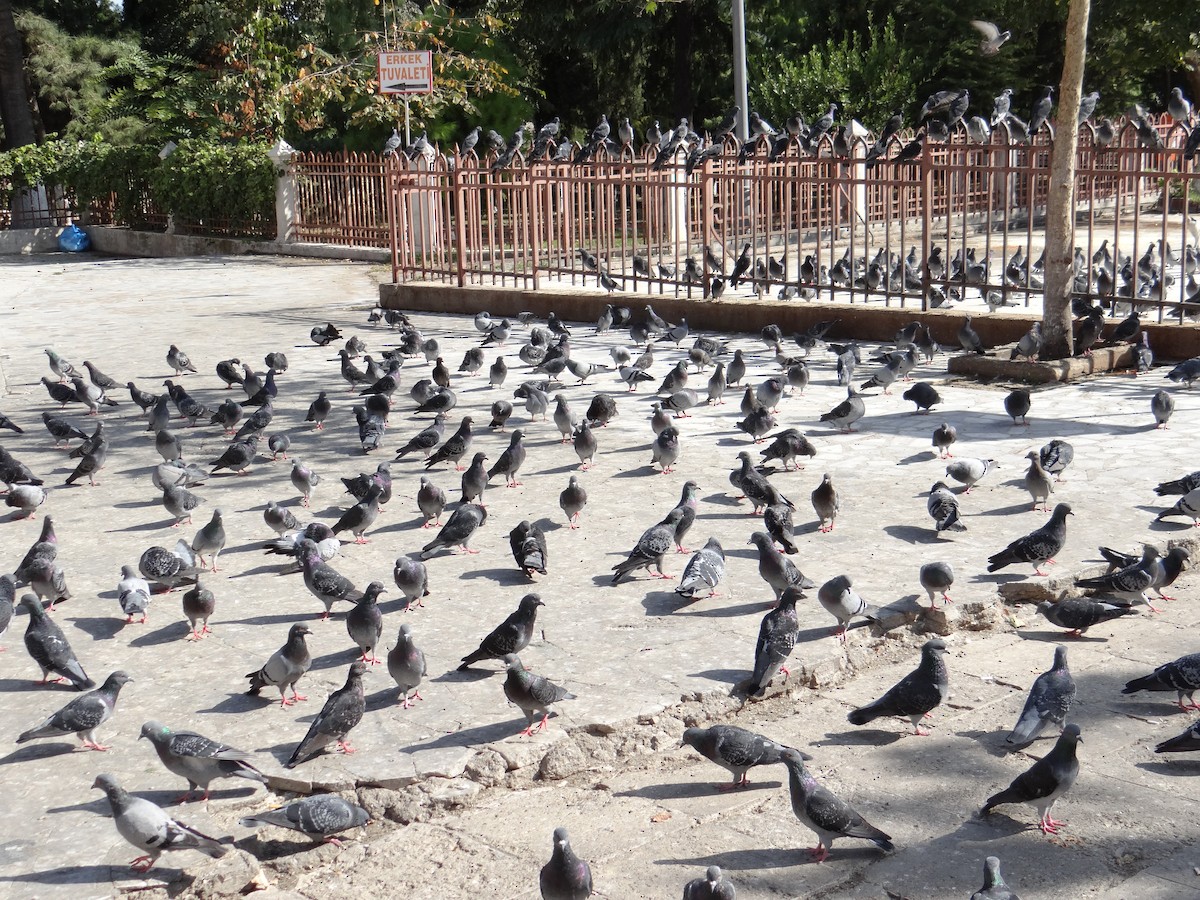 יונת בית - ML646508230