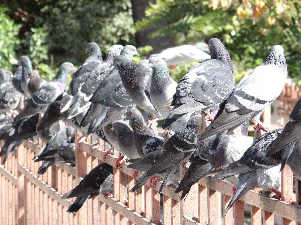 יונת בית - ML646508231
