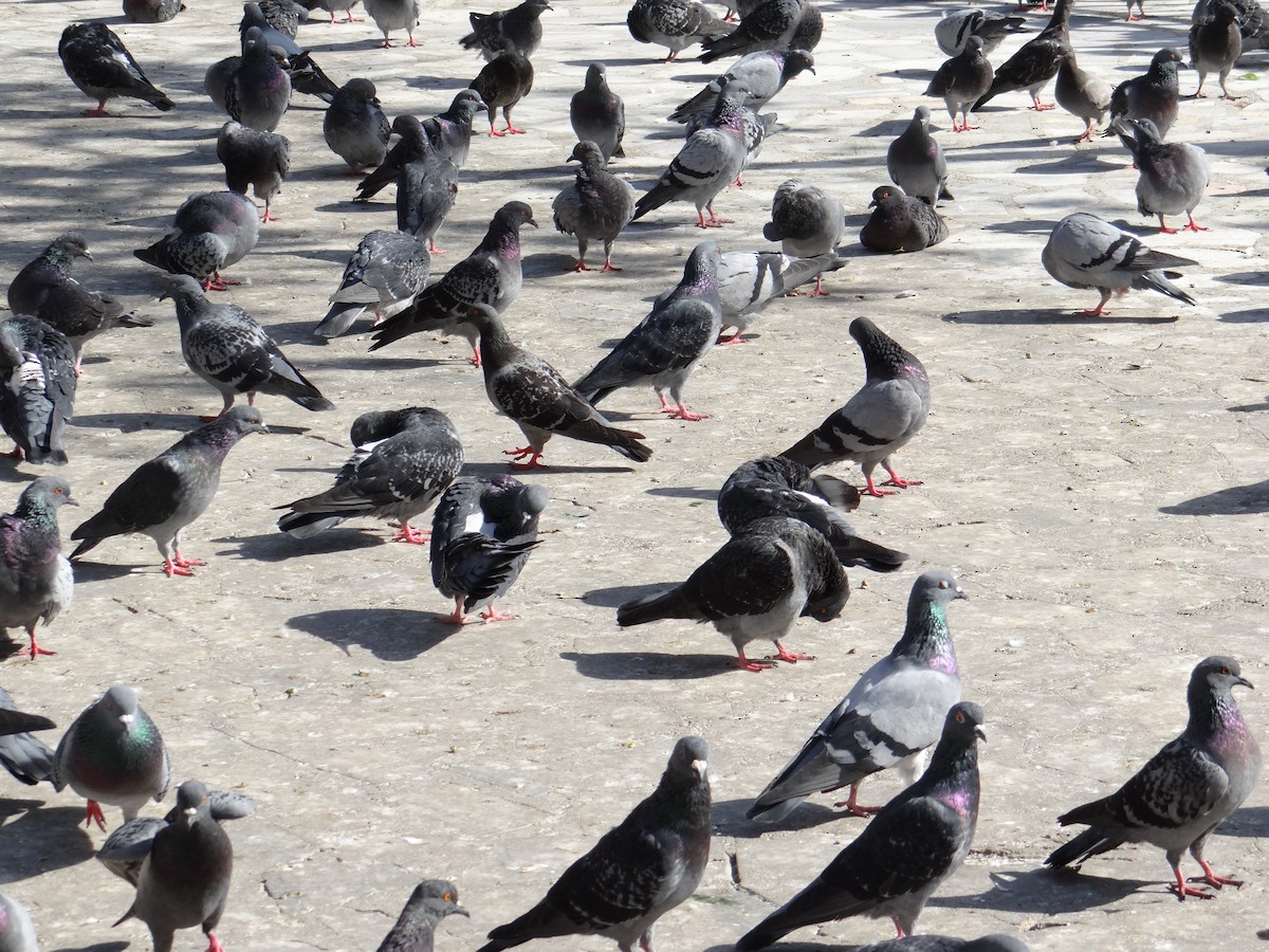 יונת בית - ML646508232