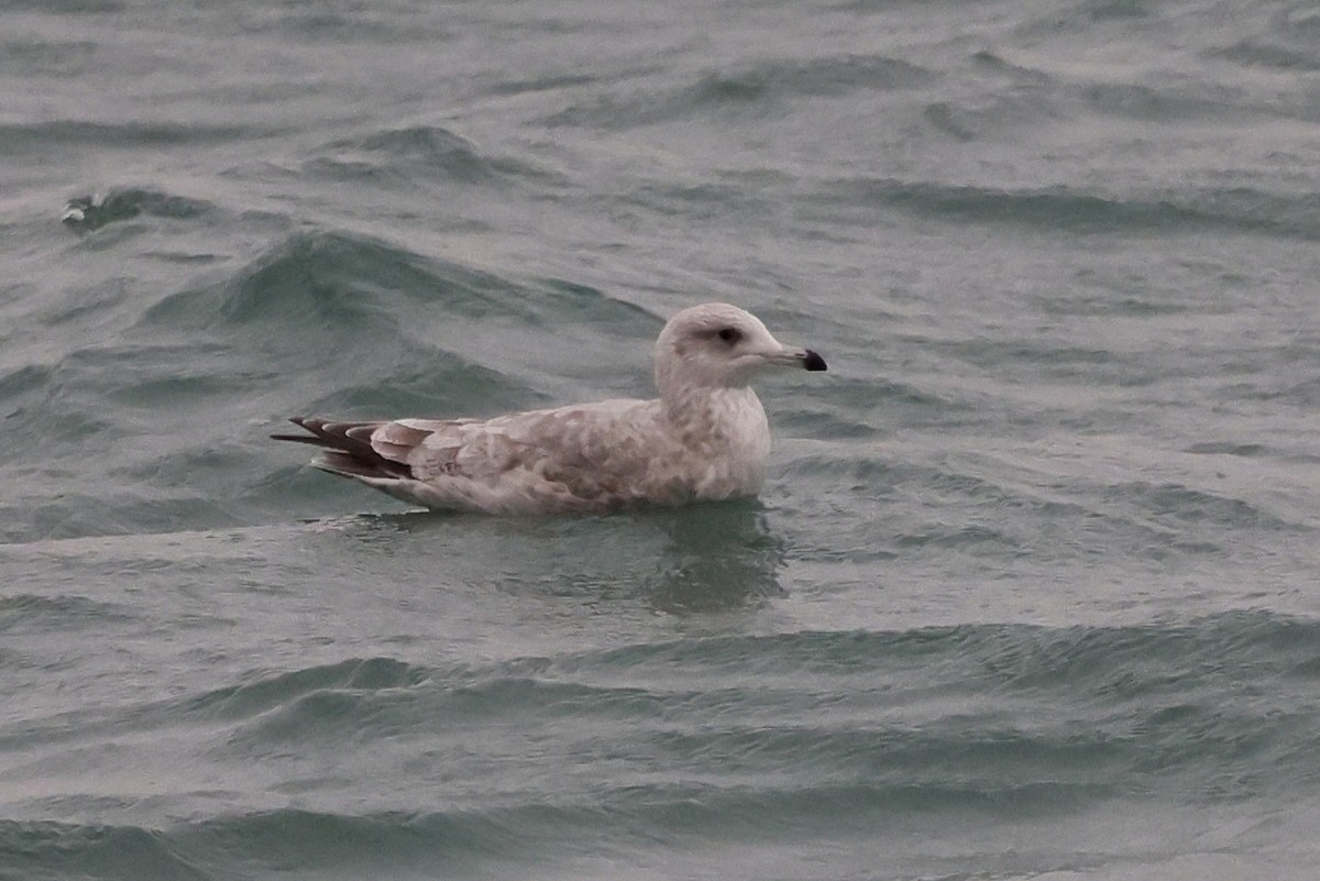 Iceland Gull (Thayer's) - ML646508233