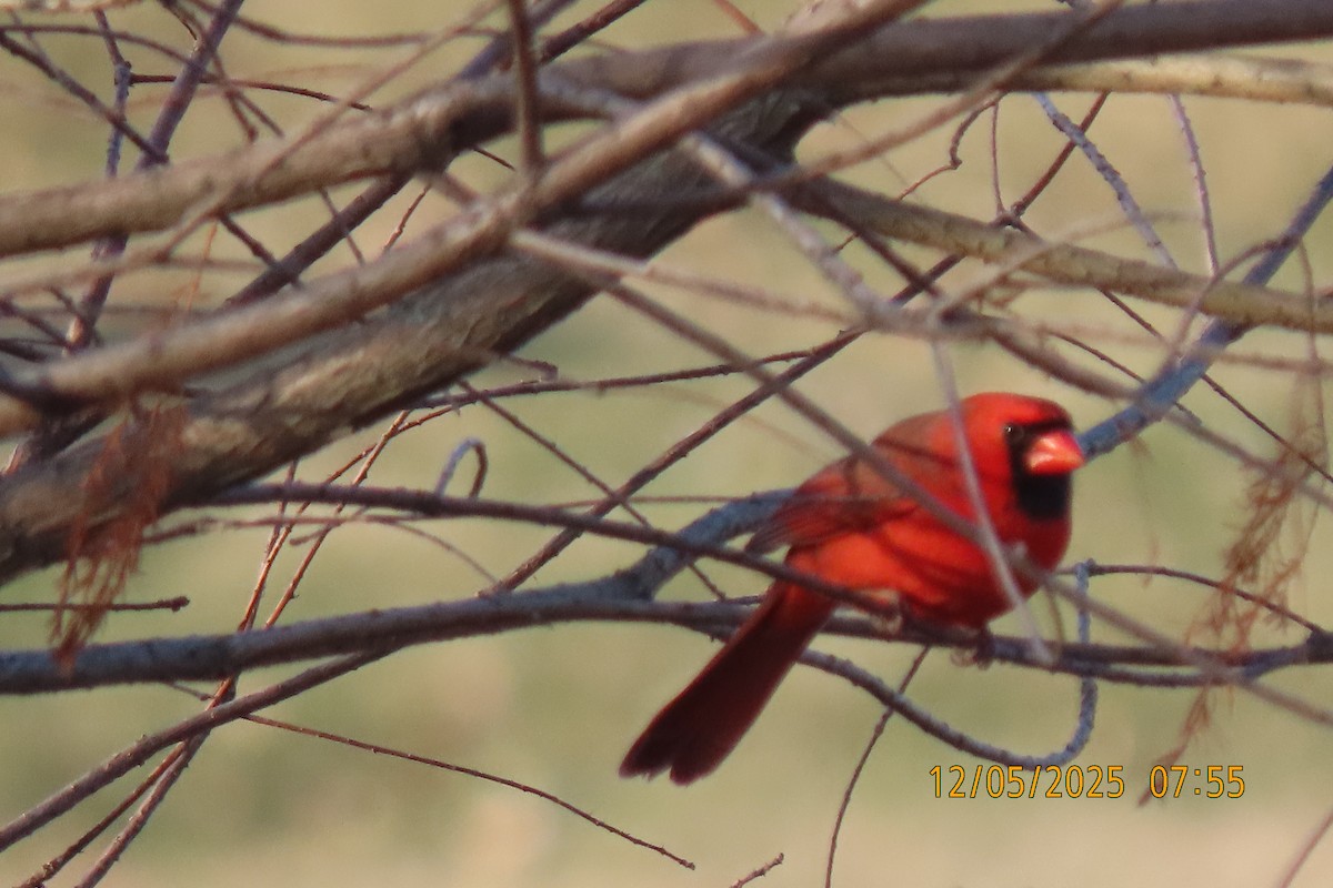 Northern Cardinal - ML646508234
