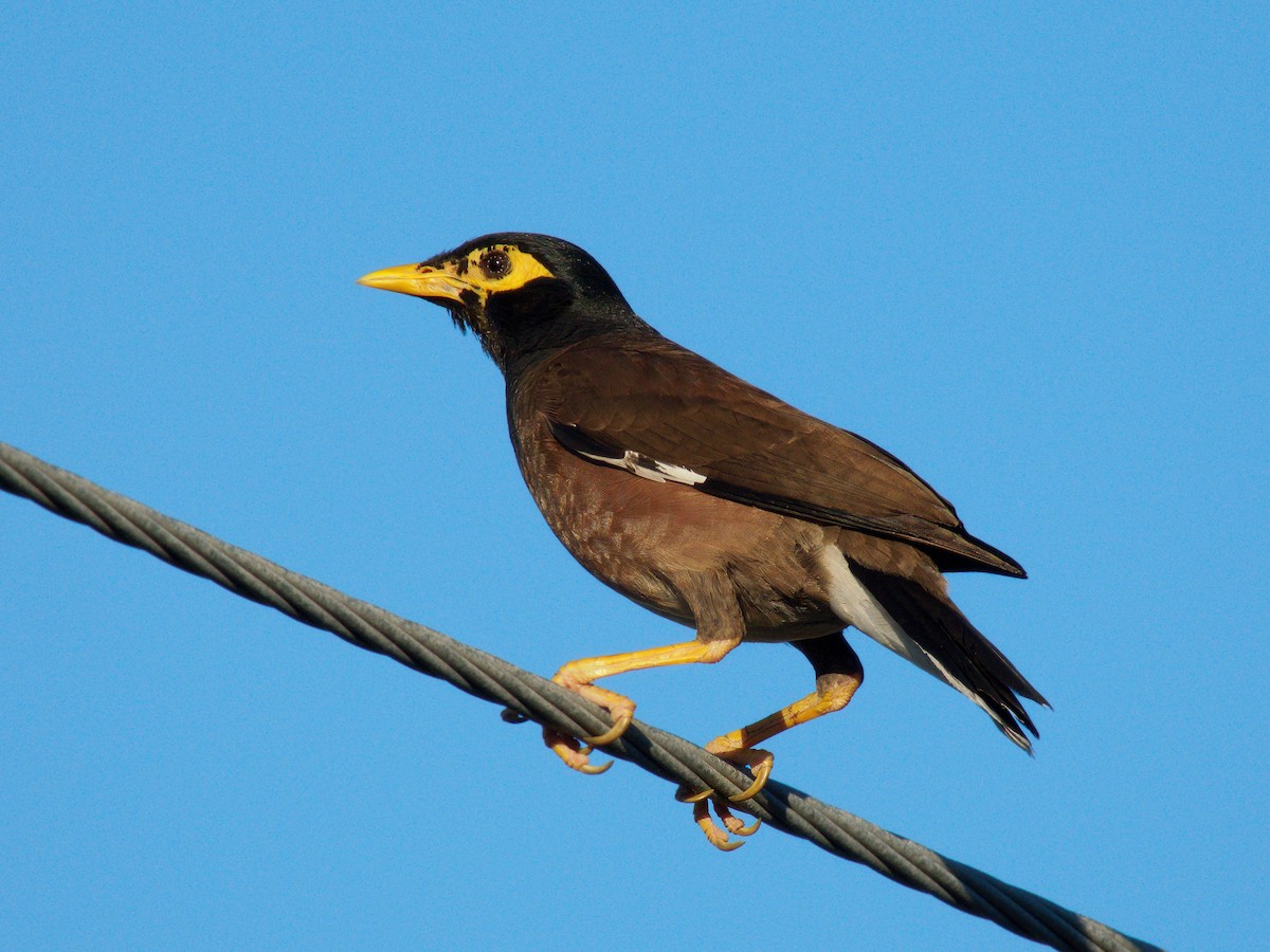 Майна - ML646508235