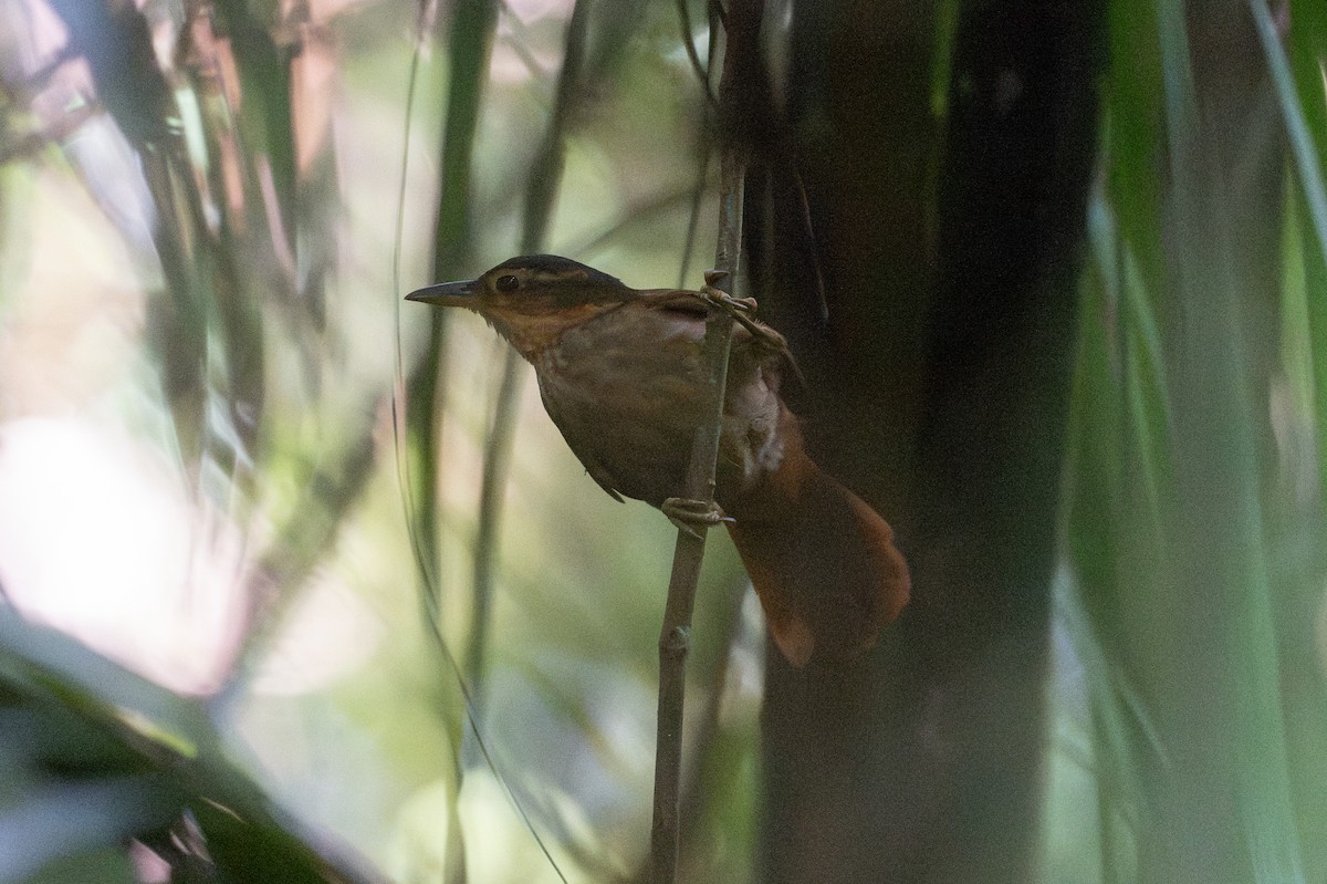 Fawn-throated Foliage-gleaner - ML646508236