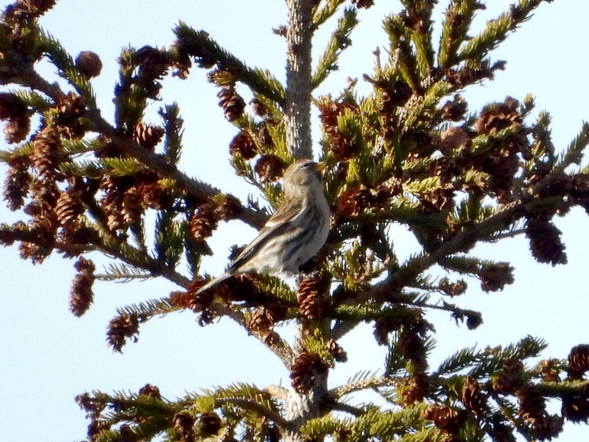 普通朱頂雀 - ML646508237