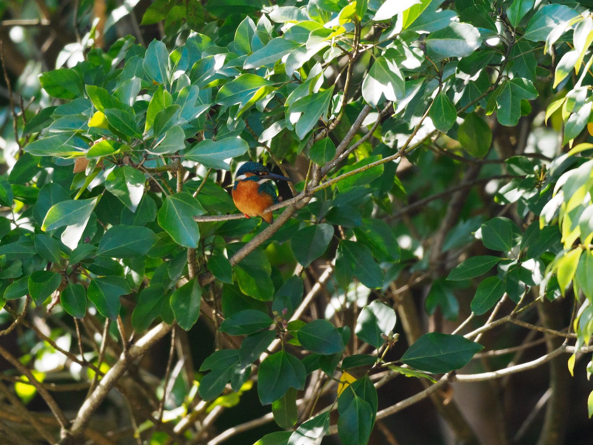 Common Kingfisher - ML646508238
