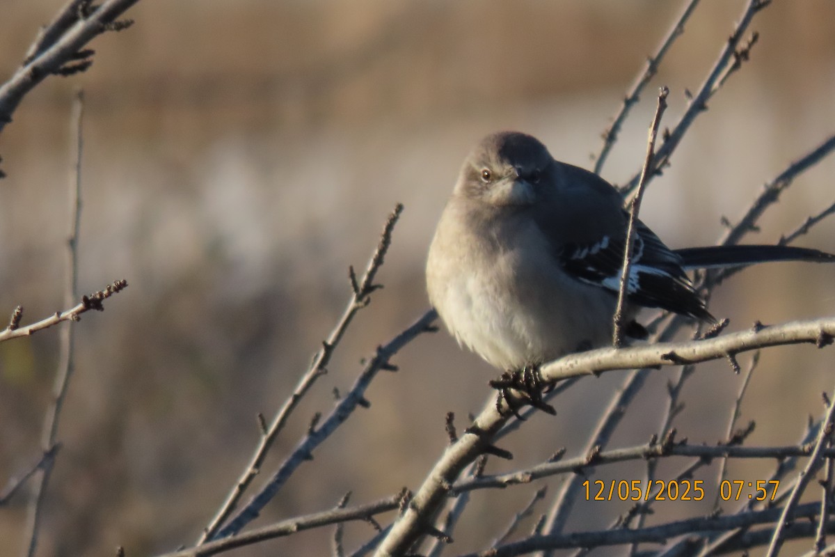 Northern Mockingbird - ML646508240