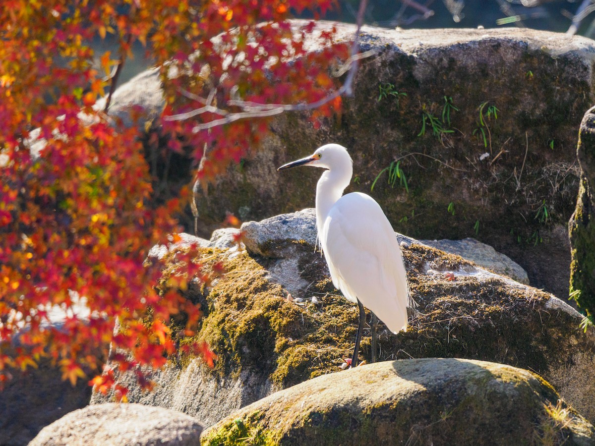 Little Egret - ML646508242