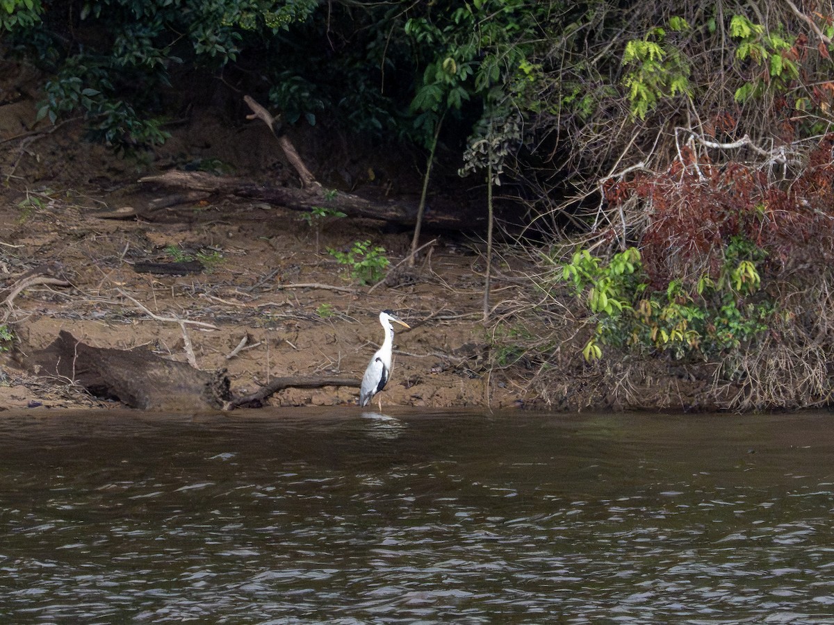 Cocoi Heron - ML646508243