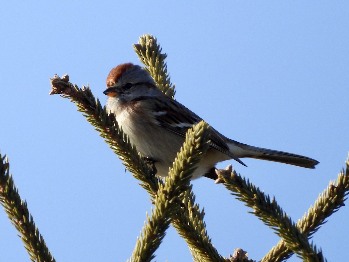 American Tree Sparrow - ML646508244
