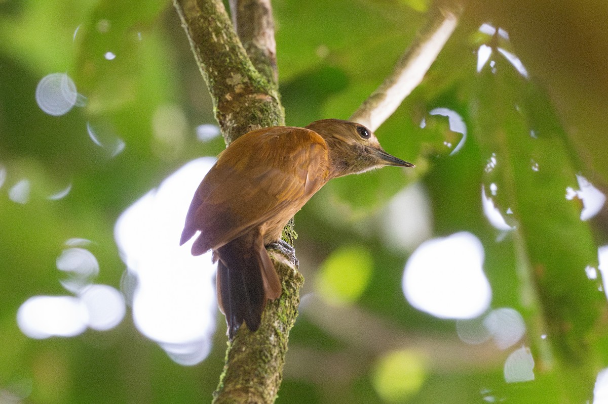 Kül Rengi Ağaçkakan - ML646508245