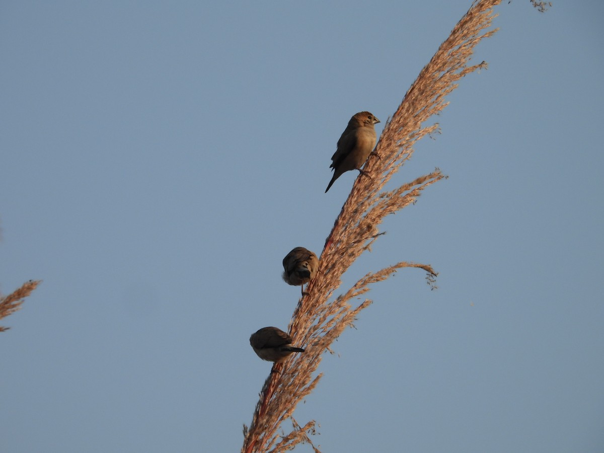 Hint Gümüşgagası - ML646508246