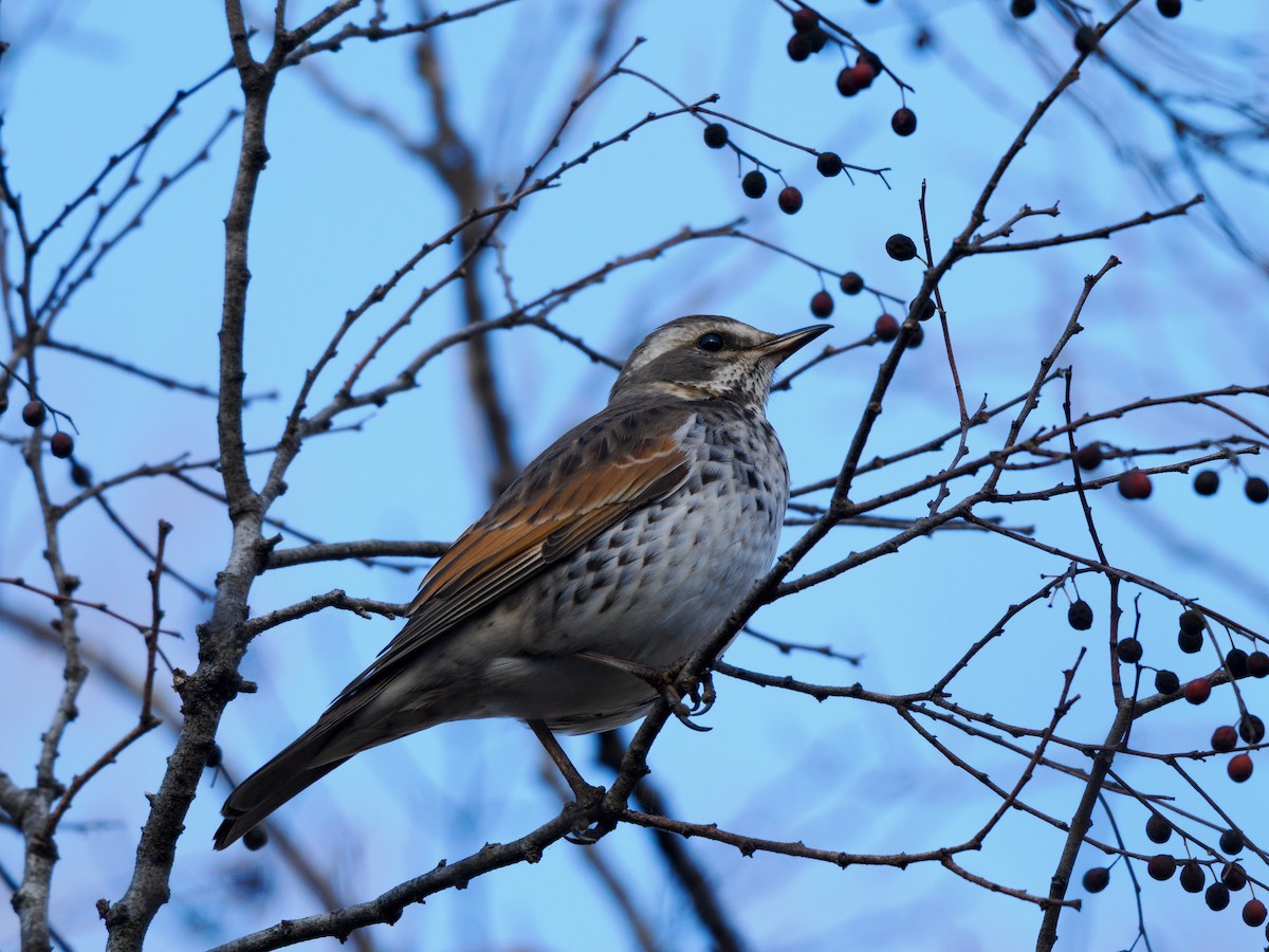 Dusky Thrush - ML646508247
