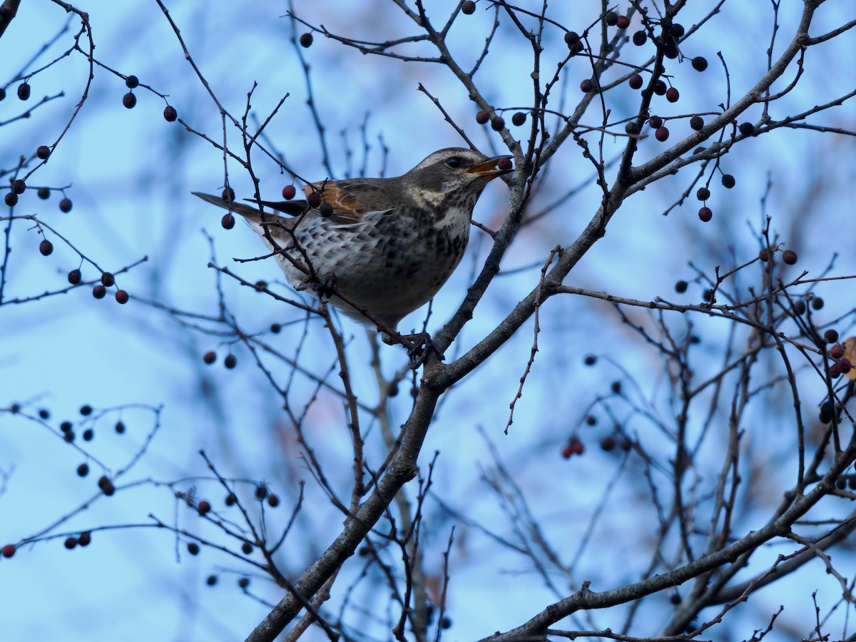 Dusky Thrush - ML646508251
