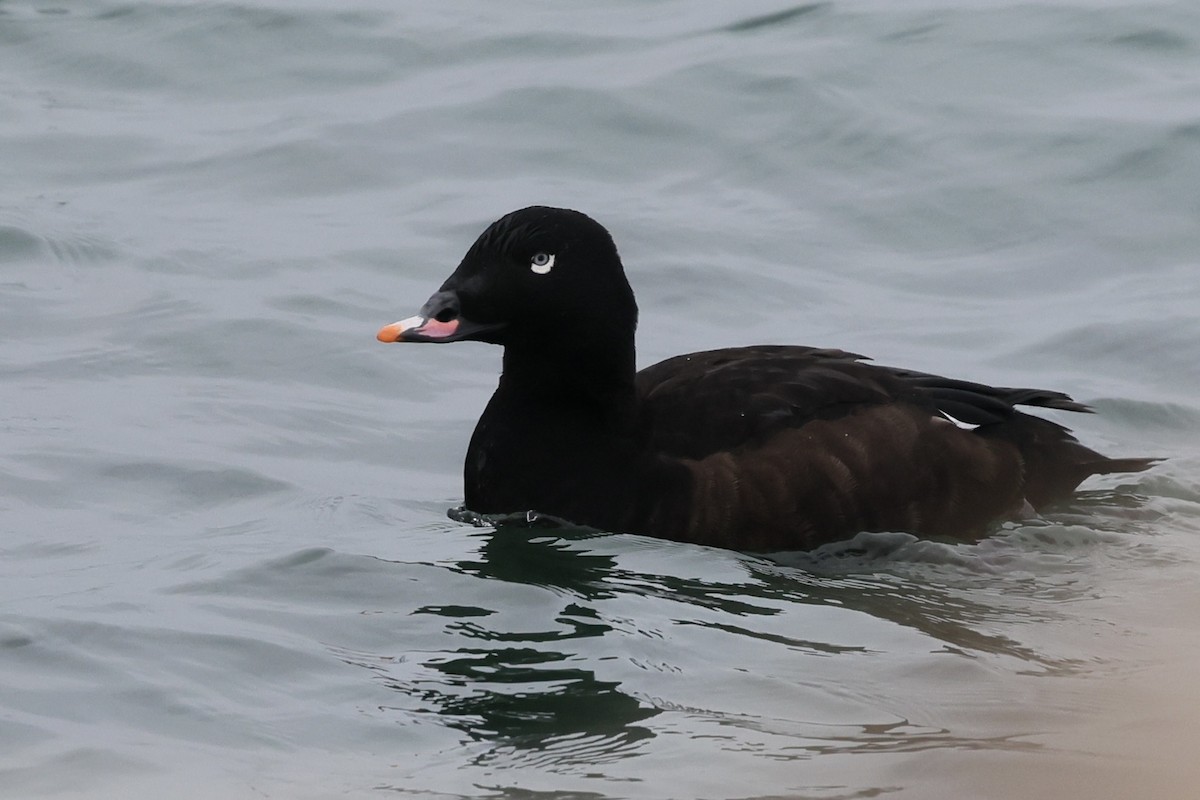 White-winged Scoter - ML646508252