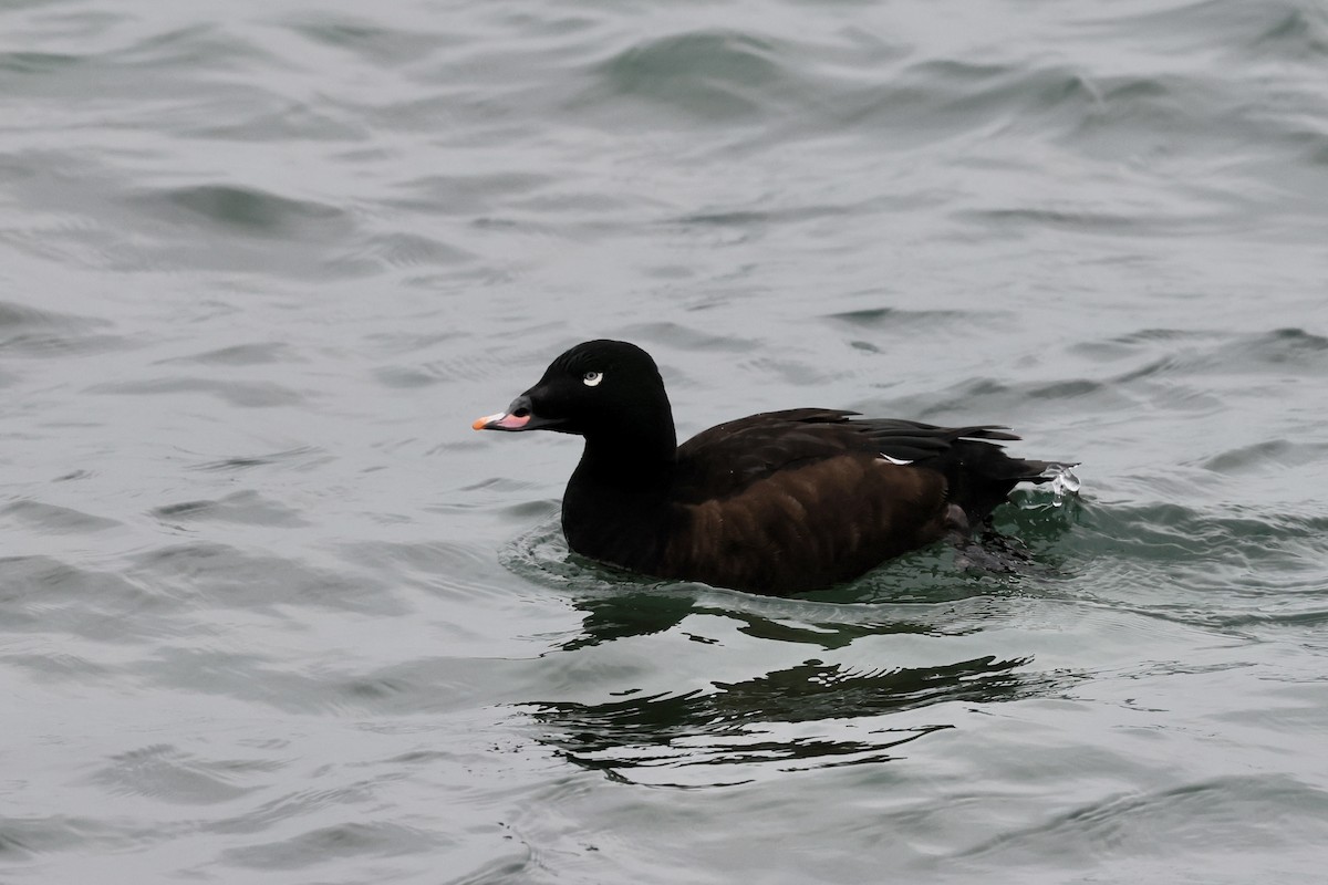 White-winged Scoter - ML646508254