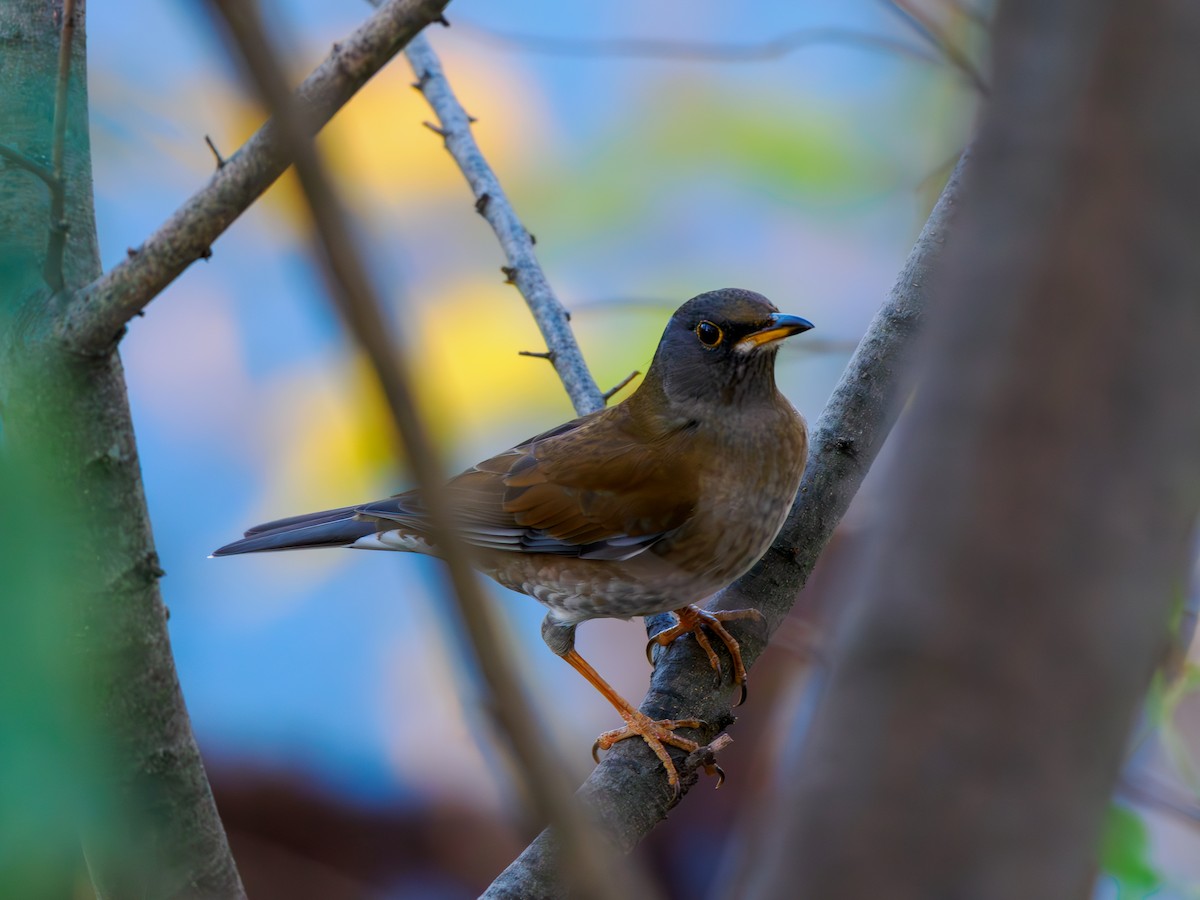 Pale Thrush - ML646508255