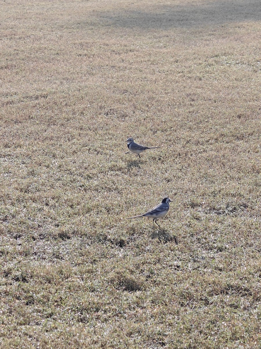White Wagtail - ML646508256